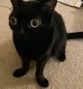 kitter3