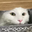 YukiPeek