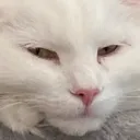 YukiGlare YukiGlare