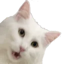 YukiPog