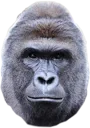 monke
