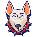 dog dog