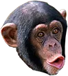 pogChimp pogChimp