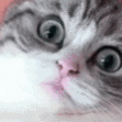 omi_innocent_cat