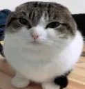 BallCat