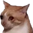 cry3