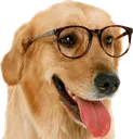 dogdotdds dogdotdds
