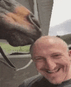 5268_HorseLick