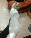 snerp