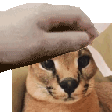k_floppapat Discord emoji