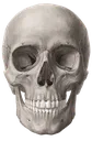 skull2 skull2