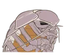 Isopod