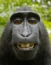monkehello
