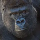 gorillabruh