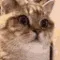CatTFBro