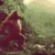 monkedance