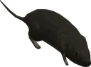 halo3rat