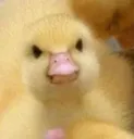 nangyduck
