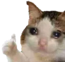Nik_Sad_cat_thumbs_up