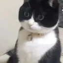 Shocked_Kitty Shocked_Kitty