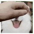 petluci