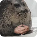 waiting_seal