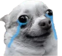 rodudog