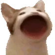 catpop