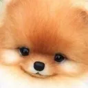 omi_happy_cute_innocent_dog