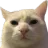 stareCat stareCat