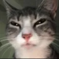 skepticalcat Discord Emoji
