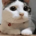 nonono