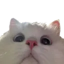 CatStare