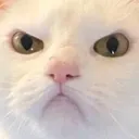 AngryCat