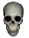 skull skull