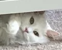 YukiPeek2 YukiPeek2
