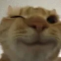 1_catwink