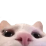 cat_stare