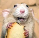 happyrat happyrat