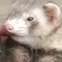 disgustedtofu