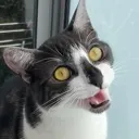 Jinglesmeow