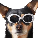 cooldog cooldog