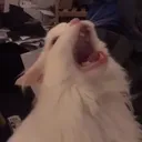 catscream