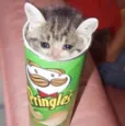 catpringles
