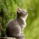 catemplation catemplation