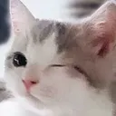kitty_wink