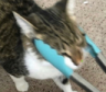 kattang Discord emoji