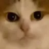 HmmmmStare HmmmmStare
