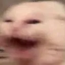 cat_tremble