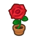hc_01_rose